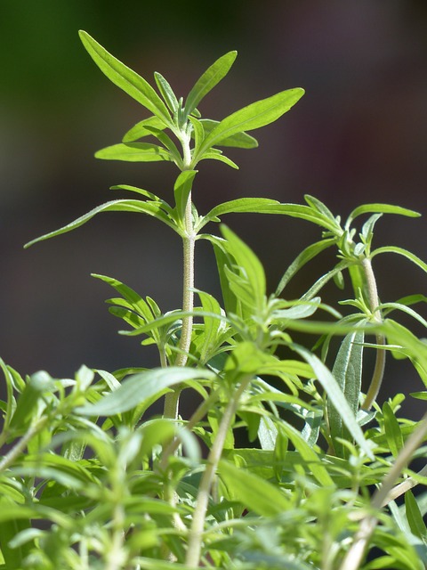 夏季美味 烹饪草药 草本植物 - 上的免费照片