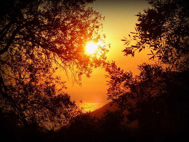 日落 树木 自然 - 上的免费照片
