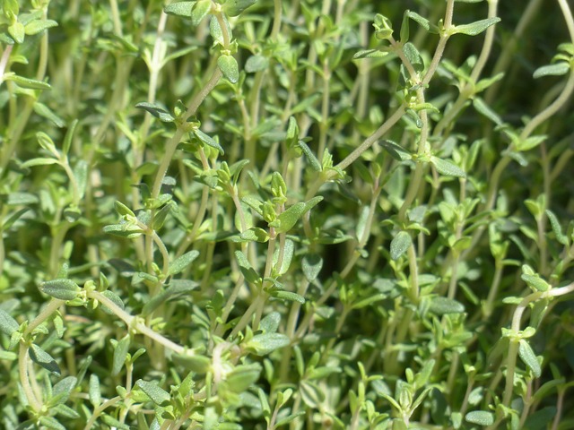 百里香 真正的百里香 烹饪草药 - 上的免费照片
