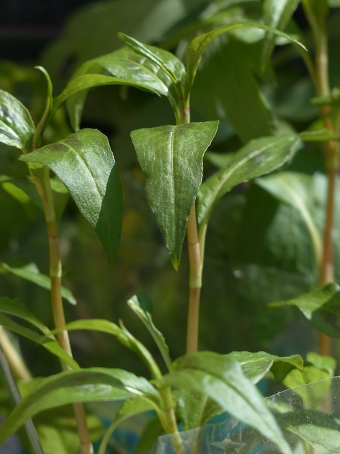 越南越南 香菜 植物 烹饪草药 - 上的免费照片