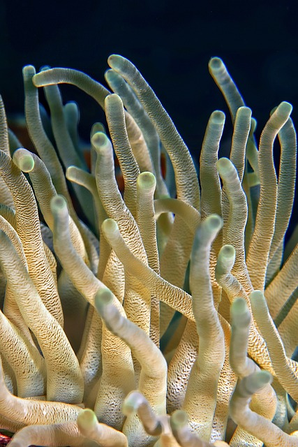 植物 珊瑚 水下 - 上的免费照片