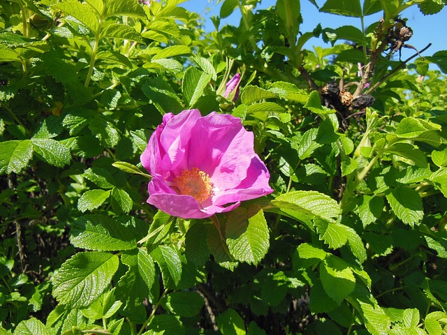 玫瑰 花朵 灌木 - 上的免费照片