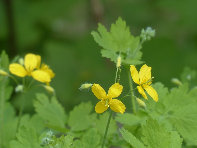 更多 Celandine 开花 黄色 - 上的免费照片