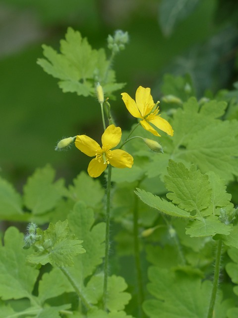 更多 Celandine 开花 黄色 - 上的免费照片