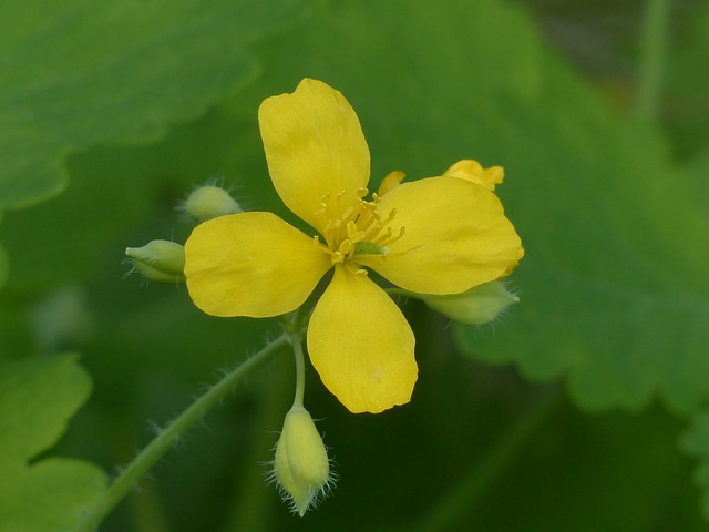 更多 Celandine 开花 黄色 - 上的免费照片