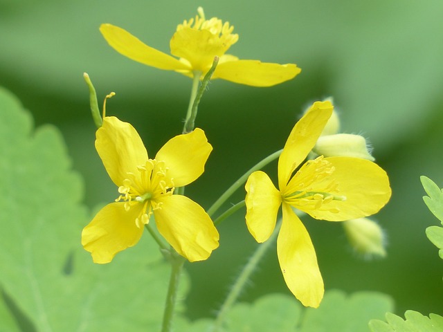 更多 Celandine 开花 黄色 - 上的免费照片