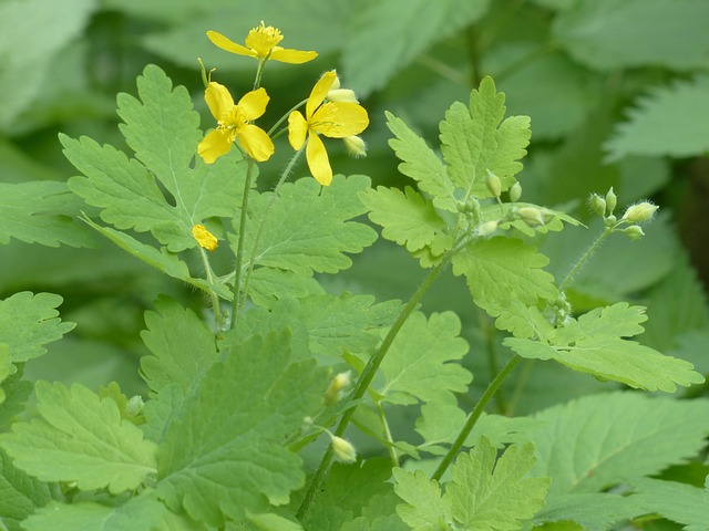 更多 Celandine 开花 黄色 - 上的免费照片