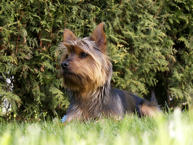 梗犬 狗 小的 - 上的免费照片
