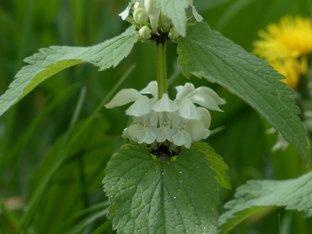 白色 Deadnettle 死荨麻 花 - 上的免费照片