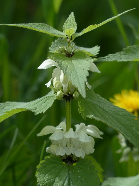 白色 Deadnettle 死荨麻 花 - 上的免费照片
