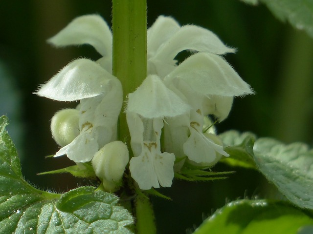白色 Deadnettle 死荨麻 花 - 上的免费照片
