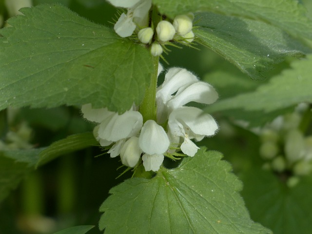 白色 Deadnettle 死荨麻 花 - 上的免费照片
