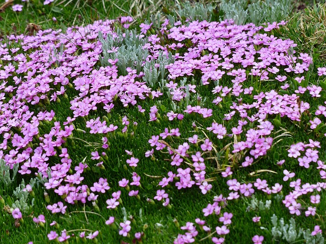 欧洲报春 Catchfly 开花 粉色的 - 上的免费照片