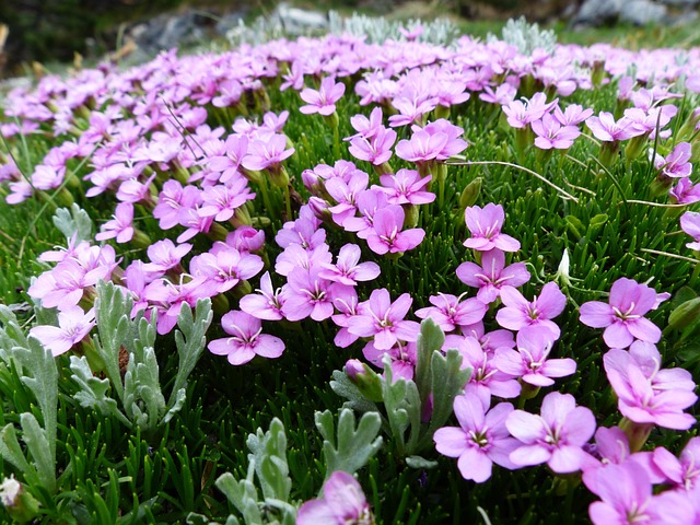 欧洲报春 Catchfly 开花 粉色的 - 上的免费照片
