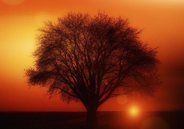 树 日落 轮廓 - 上的免费图片