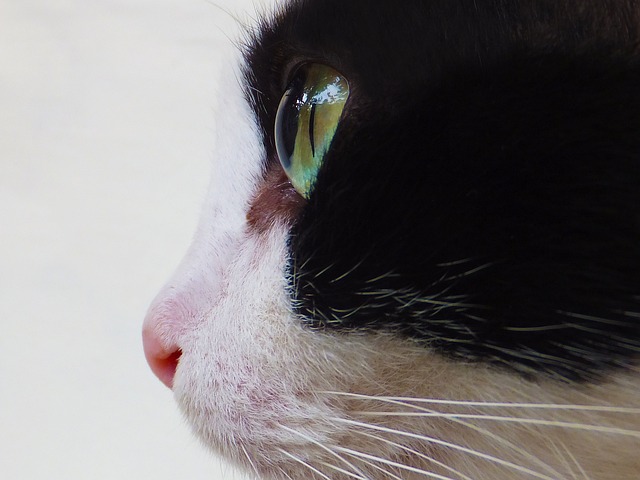 猫 猫的眼睛 猫脸 - 上的免费照片