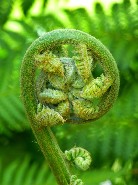 蕨类 植物 蕨叶 - 上的免费照片
