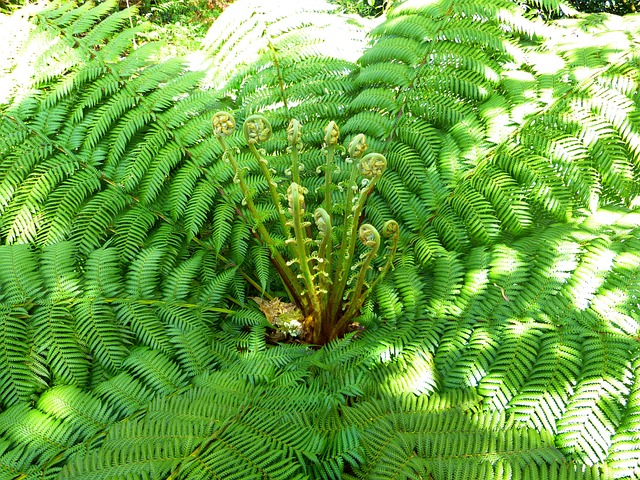 蕨类 植物 蕨叶 - 上的免费照片