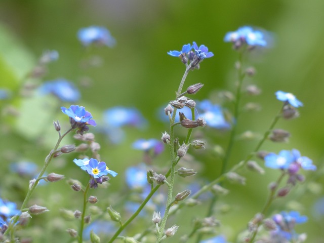 勿忘我 花 蓝色的 - 上的免费照片