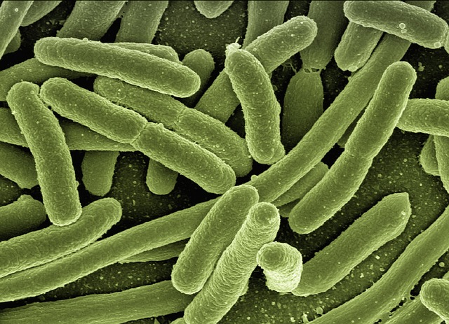 Koli 细菌 大肠杆菌 - 上的免费照片