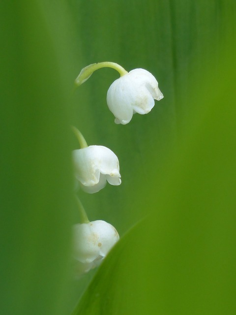 山谷里的百合 开花 白色的 - 上的免费照片