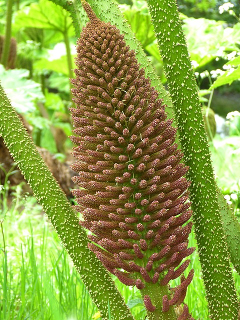猛犸象表 Gunnera Manicata 开花 - 上的免费照片