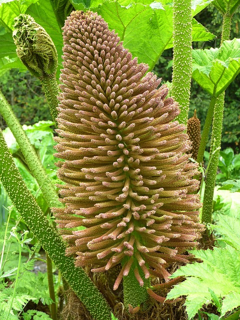 猛犸象表 Gunnera Manicata 开花 - 上的免费照片
