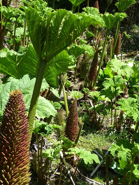 猛犸象表 Gunnera Manicata 叶子 - 上的免费照片