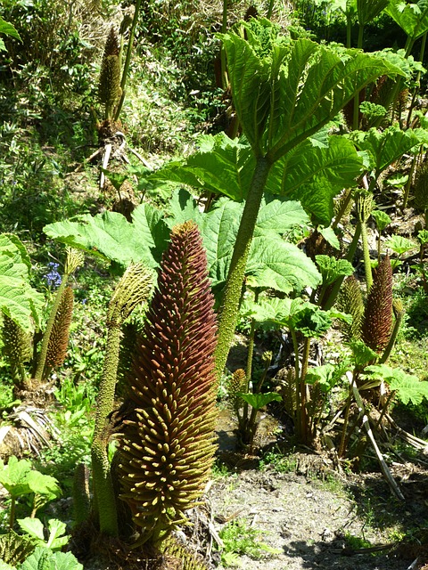 猛犸象表 Gunnera Manicata 叶子 - 上的免费照片