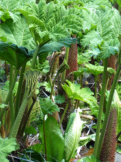 猛犸象表 Gunnera Manicata 叶子 - 上的免费照片