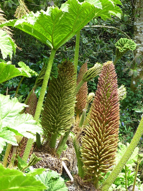 猛犸象表 Gunnera Manicata 叶子 - 上的免费照片