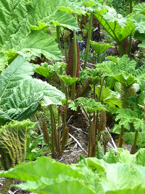 猛犸象表 Gunnera Manicata 叶子 - 上的免费照片