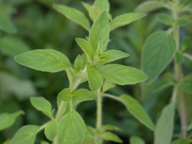 牛至 调味料 草本植物 - 上的免费照片