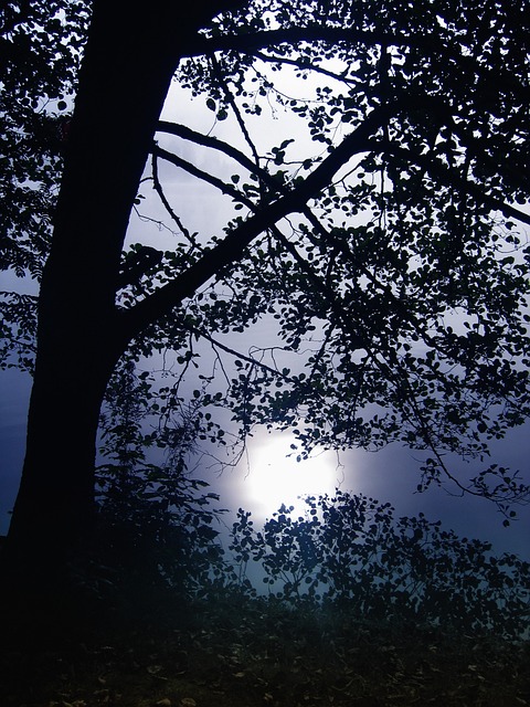 树 逆光 黑森林 - 上的免费照片