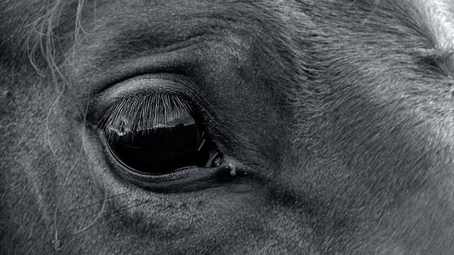 马 眼睛 动物 - 上的免费照片