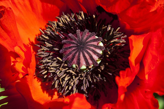 观赏罂粟 半莲座植物 花 - 上的免费照片