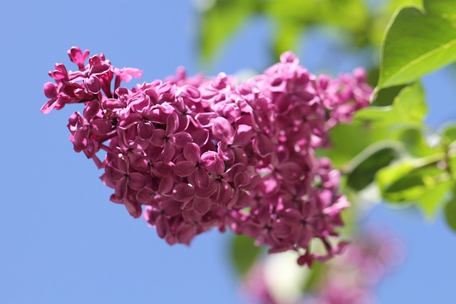 花朵 紫丁香 植物 - 上的免费照片