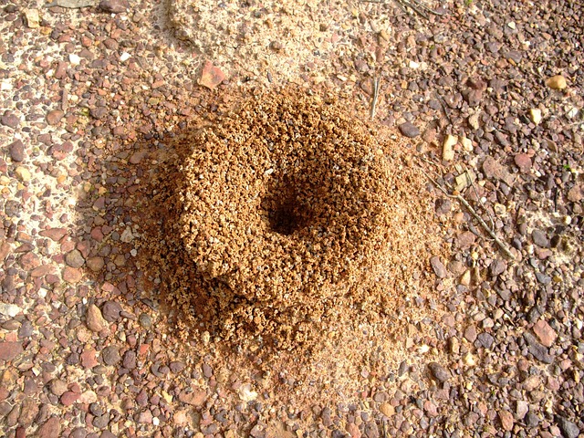 垤 蚂蚁 昆虫 - 上的免费照片