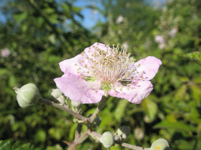 花 花朵 丁香 - 上的免费照片