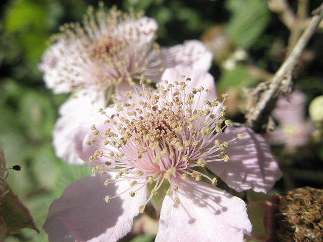 花朵 Zarza - 上的免费照片