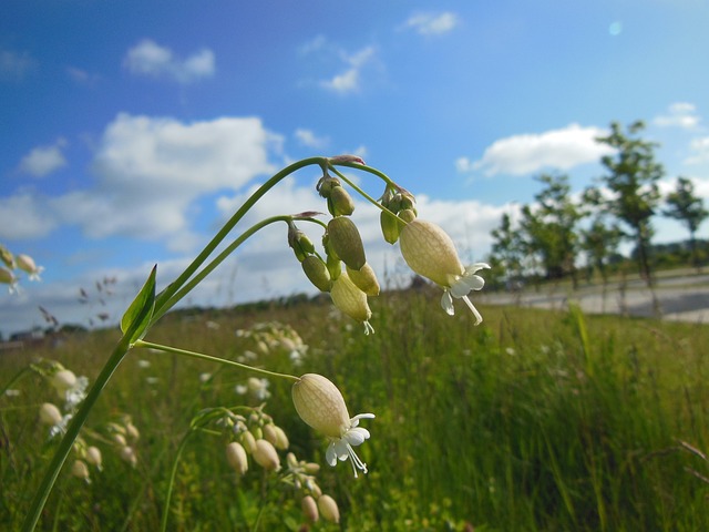 Silene 寻常型 野生植物 盛开 - 上的免费照片