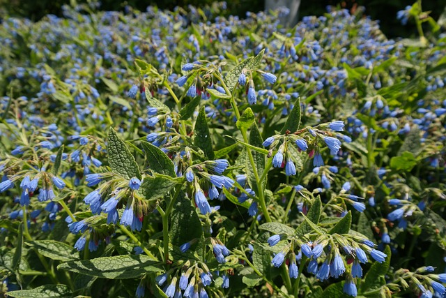 粗康弗里 花 蓝色的 Symphytum - 上的免费照片