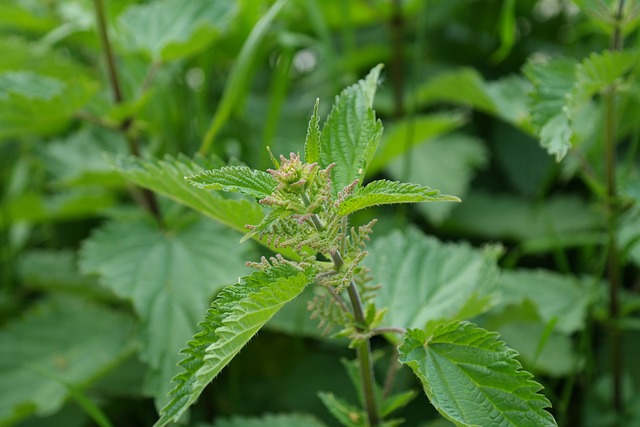 荨麻 植物 生长 - 上的免费照片