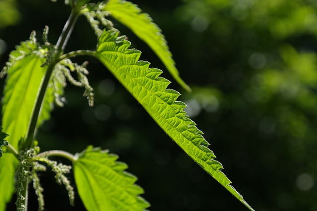 荨麻 树叶 燃烧的头发 - 上的免费照片