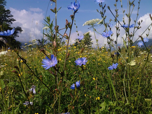 高寒草甸 夏天 花朵 - 上的免费照片