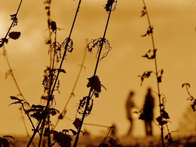 荨麻 杂草 日落 - 上的免费照片