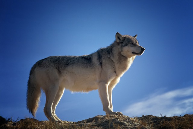 狼 动物 野生动物 - 上的免费照片