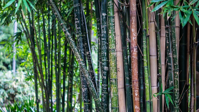 竹子 植物 自然 - 上的免费照片