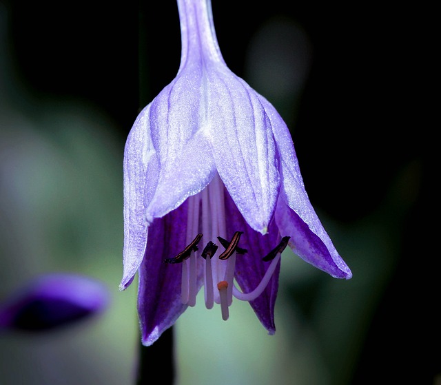 玉簪 玉簪花 紫花 - 上的免费照片