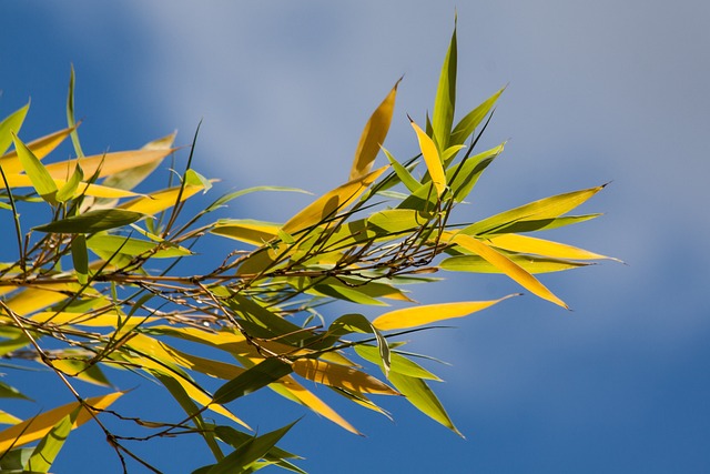 竹子 竹 草 - 上的免费照片